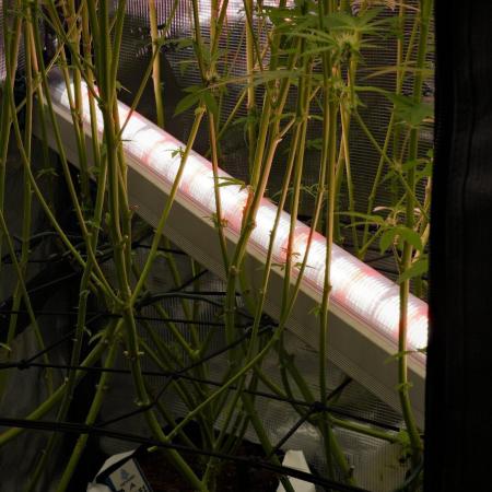 Pickle Lemon Haze F1 Zamnesia Pheno A