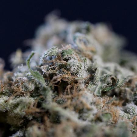 Lava Cake Lava Cake  (Zamnesia Seeds)