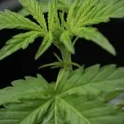 Black Diamont Auto By Zamnesia Pheno A