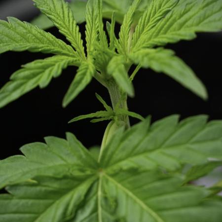 Black Diamont Auto By Zamnesia Pheno A