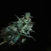 Pheno B Purple CousKush Auto By Zamnesia