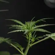 Pheno B Purple CousKush Auto By Zamnesia