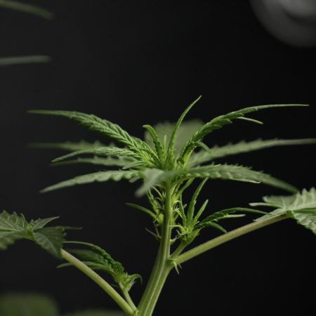 Pheno B Purple CousKush Auto By Zamnesia