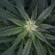Pheno B Blueberry  Muffin by Zamnesia