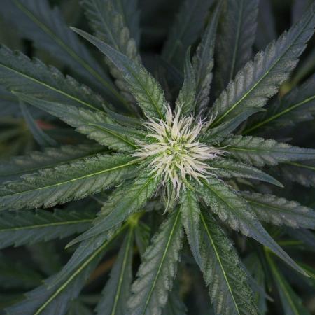 Pheno B Blueberry  Muffin by Zamnesia