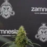 Pheno B Amnesia Haze Auto by Zamnesia