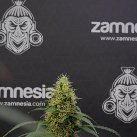Pheno B Amnesia Haze Auto by Zamnesia