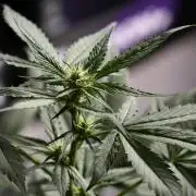 Pheno B Frosted Guava Auto By Zamnesia