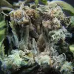 The Classic Super Silver Haze @Zamnesia