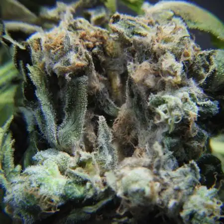 The Classic Super Silver Haze @Zamnesia