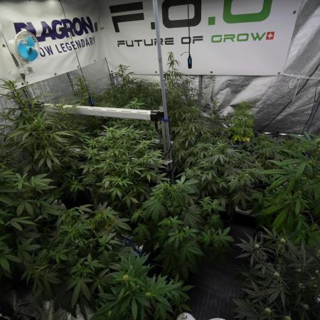 Candy Rain Auto By Zamnesia
