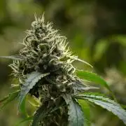 Pheno B Chem Brulee By Zamnesia