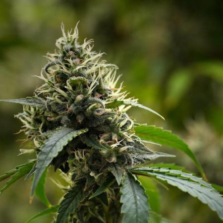 Pheno B Chem Brulee By Zamnesia