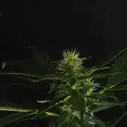 Pheno B Frosted Guava Auto By Zamnesia
