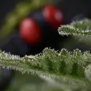 SOUR DIESEL-The Ascension of a Legend