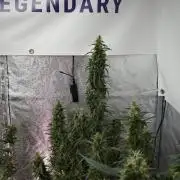Pheno B Black Diamond Auto By Zamnesia