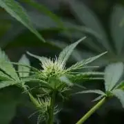 Blue Waffle F1 Zamnesia Pheno A