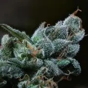 Purple CousKush Auto By Zamnesia Pheno A