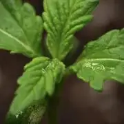 Pheno B Purple CousKush Auto By Zamnesia