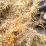 Lava Cake Lava Cake  (Zamnesia Seeds)