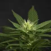 Pheno B Pink Rosay Auto By Zamnesia