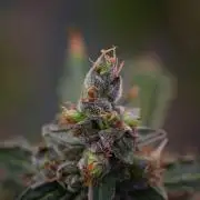 Black Diamond Auto By Zamnesia Pheno A