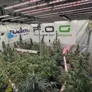 Pheno B Cash Express By Zamnesia