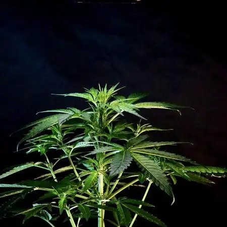 The one Mango Kush – Zamnesia Seeds