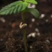 God father OG By Zamnesia Pheno A