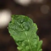 Purple CousKush Auto By Zamnesia Pheno A