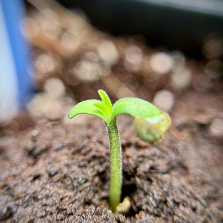 Catching The Ghost Train Haze @ Zamnesia