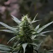 Pheno B Amnesia Haze Auto by Zamnesia
