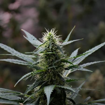 Pheno B Amnesia Haze Auto by Zamnesia