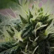 Pickle Lemon Haze F1 Zamnesia Pheno A