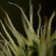 Amnesia Skunk The Zamnesia Way