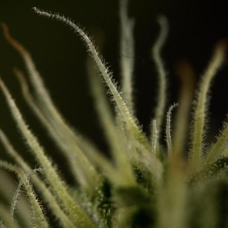 Amnesia Skunk The Zamnesia Way