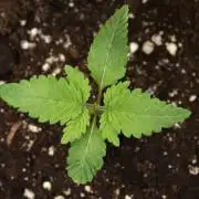 Pheno B God father OG By Zamnesia