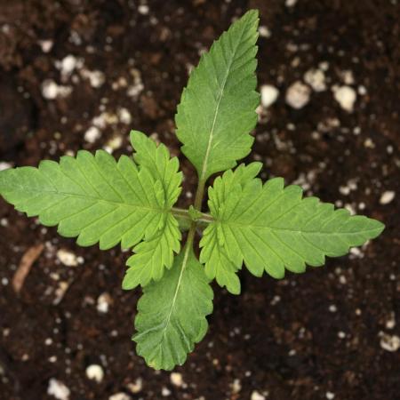 Pheno B God father OG By Zamnesia