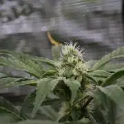 Blue Waffle F1 Zamnesia Pheno A