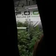 Pheno B Chem Brulee By Zamnesia