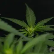 Pheno B Blueberry  Muffin by Zamnesia