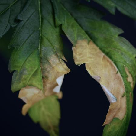 Lemon Cherry Gelato YumYum
