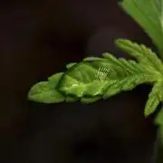 Chem Brulee By Zamnesia Pheno A