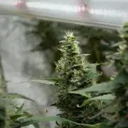 Frosted Guava Auto By Zamnesia Pheno A