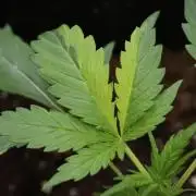Black Diamont Auto By Zamnesia Pheno A