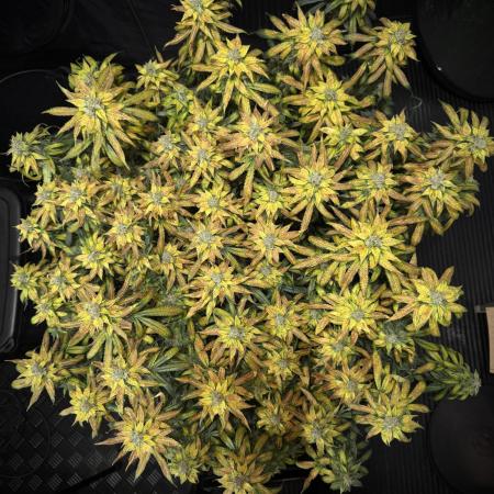 SeedsmanSeeds Road Trip with the WhiteOG