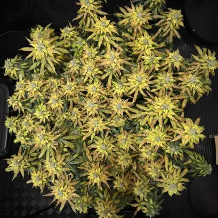 SeedsmanSeeds Road Trip with the WhiteOG