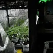 Pheno B Pickle Lemon Haze F1 Zamnesia