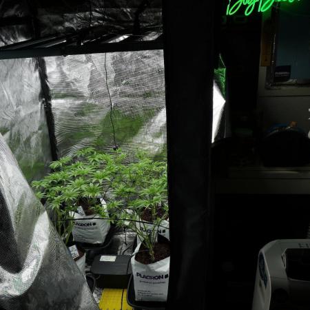 Pheno B Pickle Lemon Haze F1 Zamnesia
