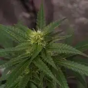 Pheno B Cash Express By Zamnesia